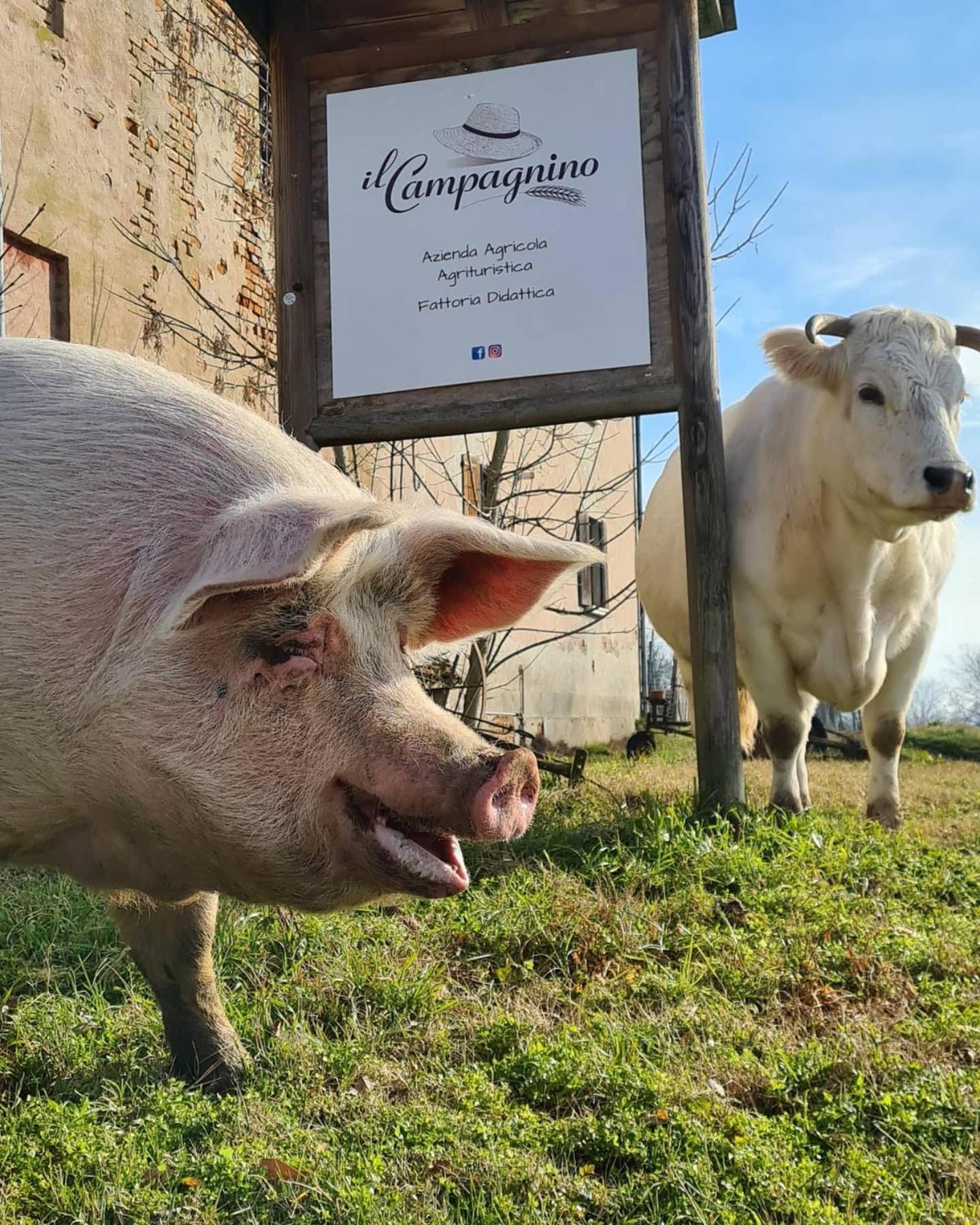 Agriturismo Il Campagnino Cremona Dış mekan fotoğraf