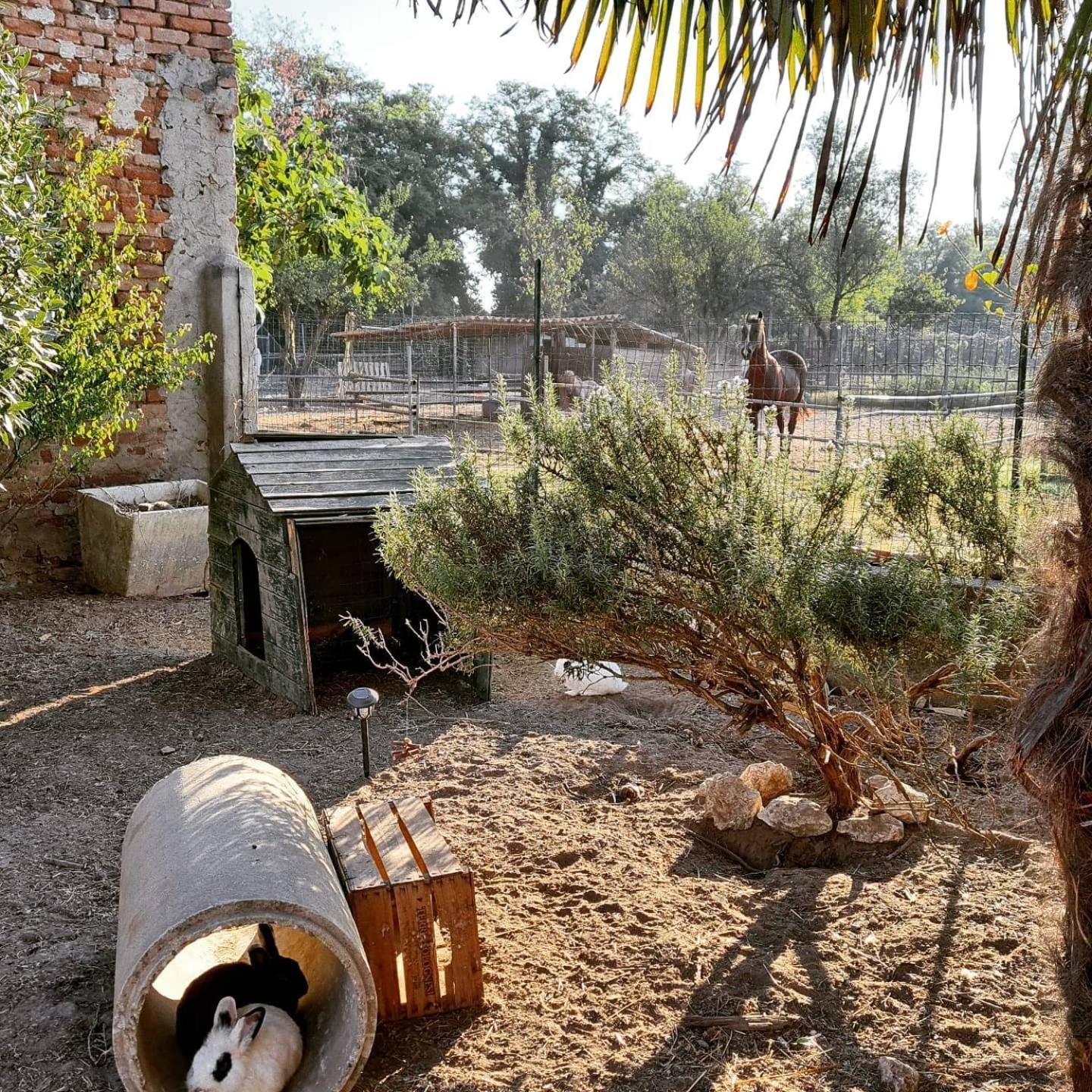 Agriturismo Il Campagnino Cremona Dış mekan fotoğraf